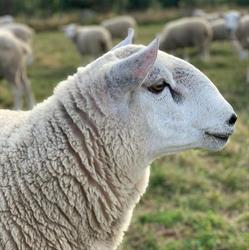 Rocky Top Farm, New Ross, NS opening hours