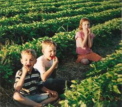 Charlie McIntosh's Berry Farm, Johnville, NB opening hours