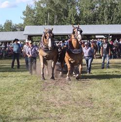 Triple D Draft Horses, Prince George, BC opening hours