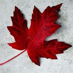 Freedom Migrate Immigration Solutions Ltd., Calgary, AB opening hours