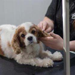 The Groomery Dog Spa, Langley, BC opening hours