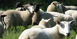 Afghan Halal Farm, Schomberg, ON opening hours