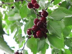 VanderBent Fruit Farm, Arkona, ON opening hours