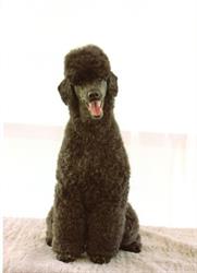 Julie's K9 Day Spa, Castleton, ON opening hours