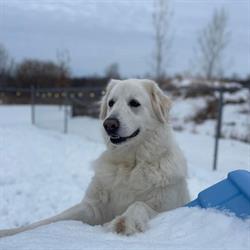 Dogs & Compagnie, Vars, ON opening hours