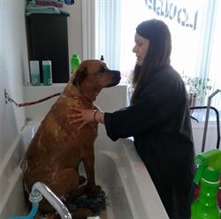 Louise dog grooming, Bathurst, NB opening hours