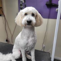 Jazzy Puppy Cuts, Chatham, ON opening hours