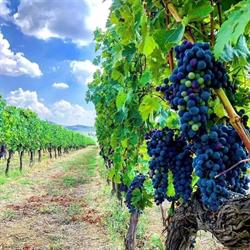 Tuscany & Amalfi Food & Wine Tours, Cobourg, ON opening hours