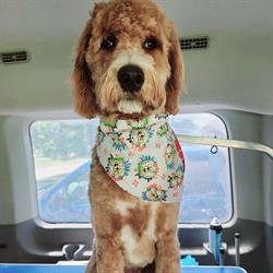 Beauty Paw Mobile Pet Grooming, Lowbanks, ON opening hours