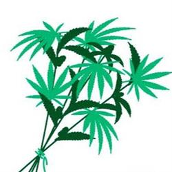 The Green Bouquet Cannabis Inc, Port Sydney, ON opening hours