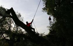 Tree Service Pros, Victoria, BC opening hours
