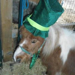Hanna's Irish Vacation Farmhouse, Dunnville, ON opening hours
