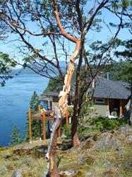 Fish House design + architecture, Quathiaski Cove, BC opening hours