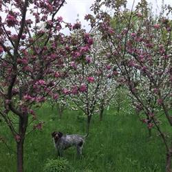 Ferme Black Creek - Ciders & Maple, Hinchinbrooke, QC opening hours