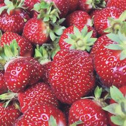 Berry's 4 U, East Garafraxa, ON opening hours