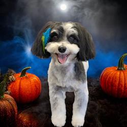 Little Stars Pet Parlour, Sarnia, ON opening hours