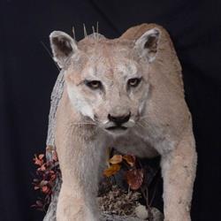 Boreal Tales Taxidermy, Neebing, ON opening hours