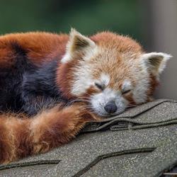Red Panda Roofing & Siding, Edmonton, AB opening hours