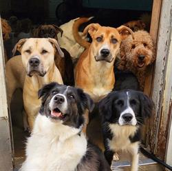 Wag-A-Tail Doggie Daycare, Saskatoon, SK opening hours