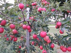 Keyzer's Fruit Farm, Paisley, ON opening hours