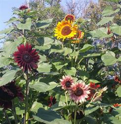 Lakenman's Farm, Pictou, NS opening hours