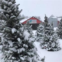 Drummond's Christmas Tree Farm, Freetown, PE opening hours