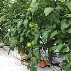 Bosveld’s Fruit Farm, Kentville, NS opening hours