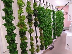 Enogrow inc Vertical Indoor Hydroponic farm, Saint-Léolin, NB opening hours
