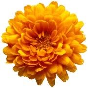 Le Chrysanthème in Sorel-Tracy, QC (Qc) - Opening Hours