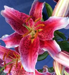 Marian Roper - Advanced CranioSacral Therapist, Nanaimo, BC opening hours