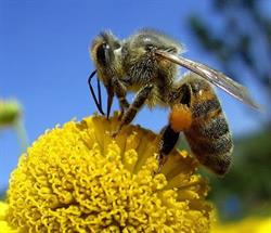Caspian Apiaries, Pitt Meadows, BC opening hours