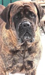 Knighterrant Mastiffs, Ottawa, ON opening hours