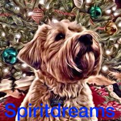 Spirited Dreams Wheaten Kennels, Hammonds Plains, NS opening hours