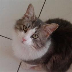 Whiskers Cat Sitting Service, Brampton, ON opening hours
