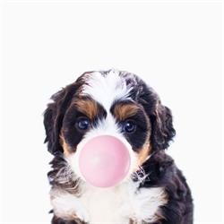 Huron County Dog Grooming, Clinton, ON opening hours