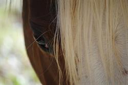 Écurie Hot To Trot Ranch, Gatineau, QC opening hours