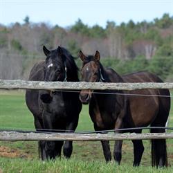 W-Ranch Equine Centre, Nobel, ON opening hours