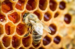 Bueckert Apiaries, Langton, ON opening hours