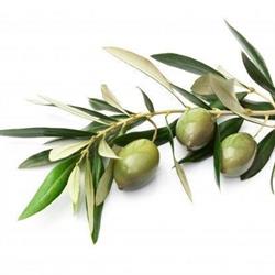 Olive Branch Skin Therapy, Calgary, AB opening hours