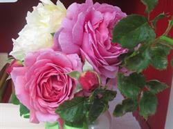 Ravenhall Flower Farm, Comox, BC opening hours