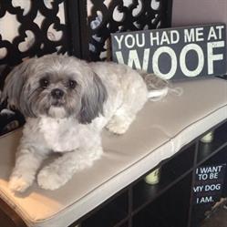 Puppy Kutz Dog Grooming, London, ON opening hours