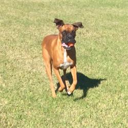 Dogs on the Run Daycare and Boarding, Steinbach, MB opening hours