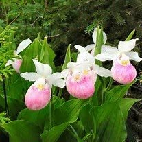 Lady's Slipper Cafe, Montague, PE opening hours