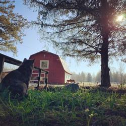 Freedom to FEEL & Horse Guided Healing, Langley, BC opening hours