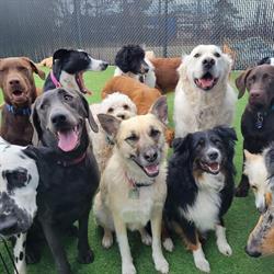 HappyTails Pet Resort & Spa, Oak Bluff, MB opening hours