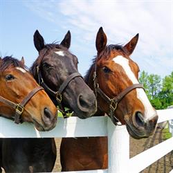 MapleHaven Equestrian Center, Orillia, ON opening hours