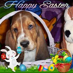 Blackjack Kennels, St. Andrews, MB opening hours