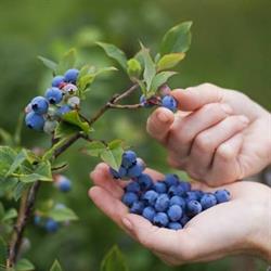 La Grande Bleue, Granby, QC opening hours