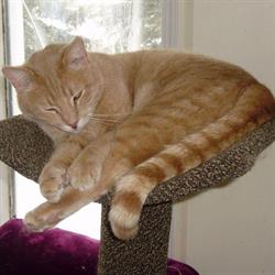 The Hervey Foundation for Cats, Stony Plain, AB opening hours