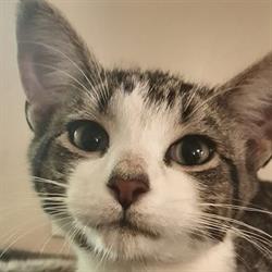 Kitchener Stray Cat Rescue, opening hours